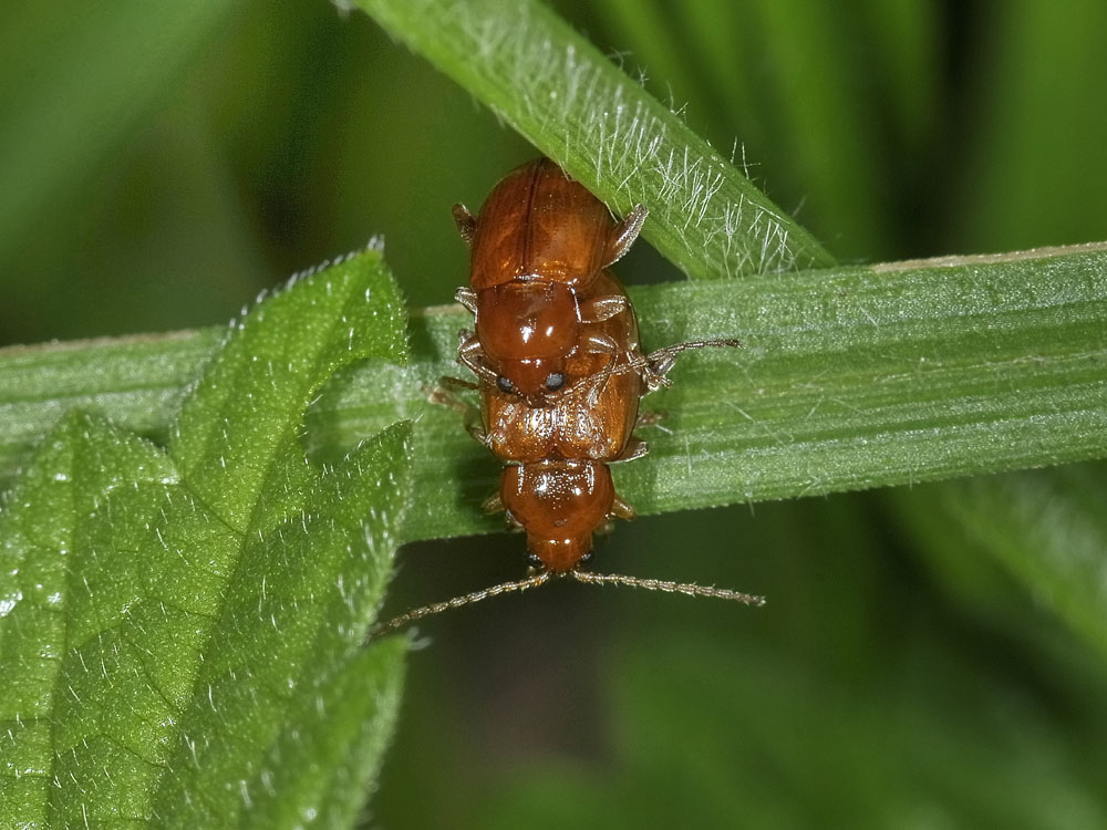 Neocrepidodera transversa (cf.) - Chrysomelidae